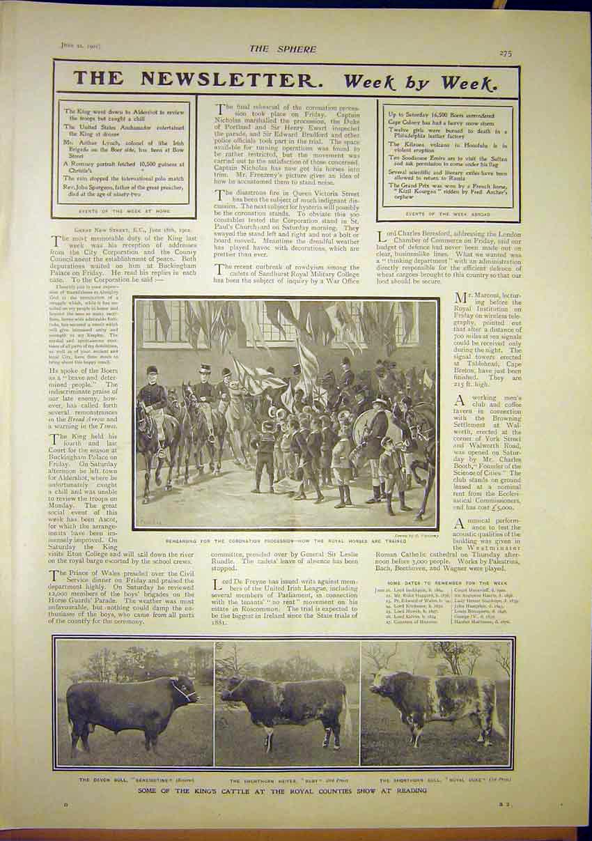 Original Old Antique Print Coronation Royal Horses Cattle Show Reading 1902 20th