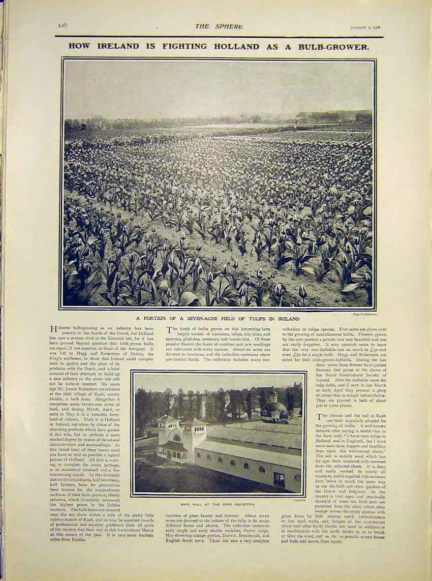 Old Antique Print Ireland Holland Bulb-Grower Tulips Cork Exhibition 1902 20th