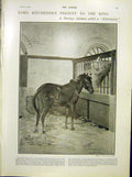 Original Old Antique Print Kitchener King Zebrinnery Pony Zebra Africa Zoo 1902