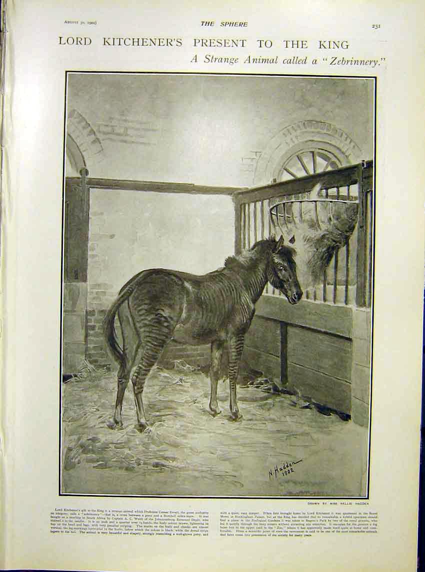 Original Old Antique Print Kitchener King Zebrinnery Pony Zebra Africa Zoo 1902