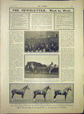 Old Antique Print Crooks Woolwich Sandown Races Horse Show Islington 1903 20th