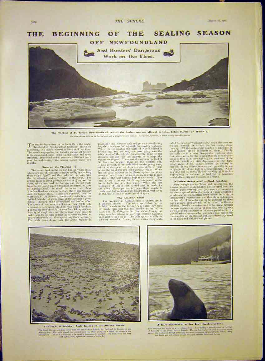 Original Old Antique Print Sealing Newfoundland Seal Hunt Alaskan Sea Lion 1903