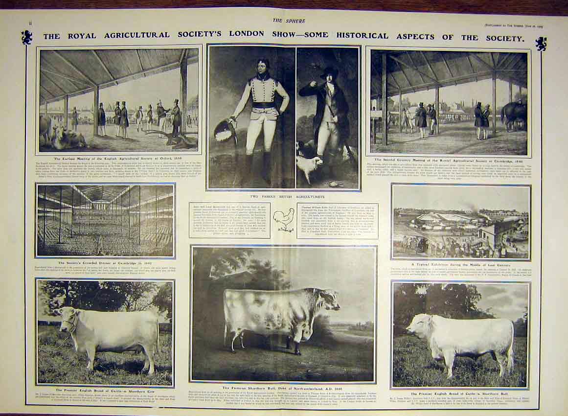 Original Old Antique Print Royal Agricultural Society Show History 1903 20th