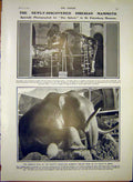 Original Old Antique Print Siberian Mammoth Museum Prehistoric Skeleton 1903
