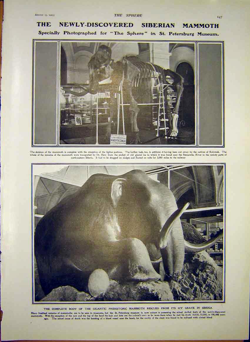Original Old Antique Print Siberian Mammoth Museum Prehistoric Skeleton 1903
