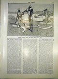 Original Old Antique Print Fashoda Ivory Convoy Nile Africa Tusks 1903 20th