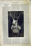 Original Old Antique Print Within Four Walls Panton Kittens Basket Story 1892