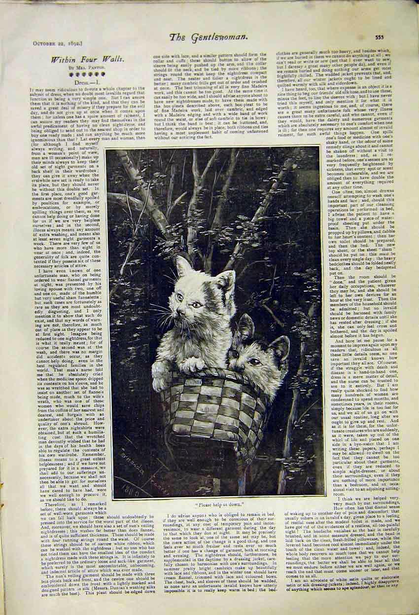 Original Old Antique Print Within Four Walls Panton Kittens Basket Story 1892