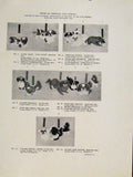Original Old Antique Print Hah Pah Dog Sizes Length Height Fine Art C195 20th
