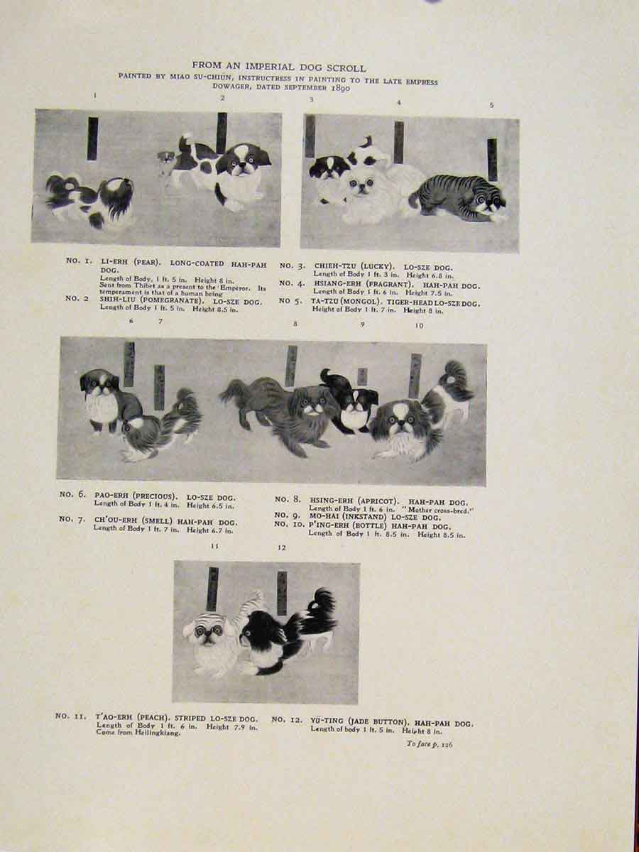 Original Old Antique Print Hah Pah Dog Sizes Length Height Fine Art C195 20th