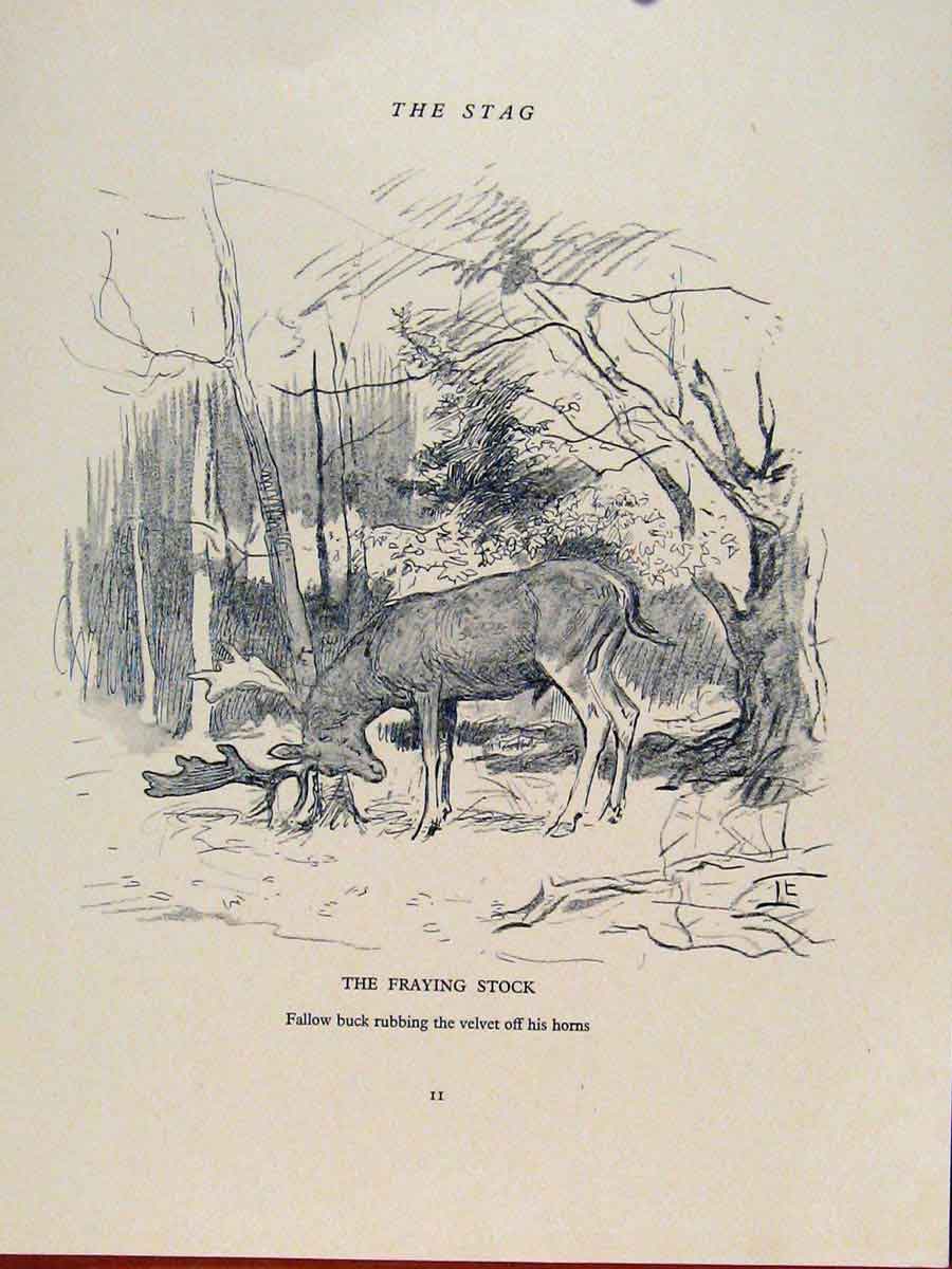 Old Antique Print Stag Fraying Stock Horns Velvet Lionel Edwards Fine Art
