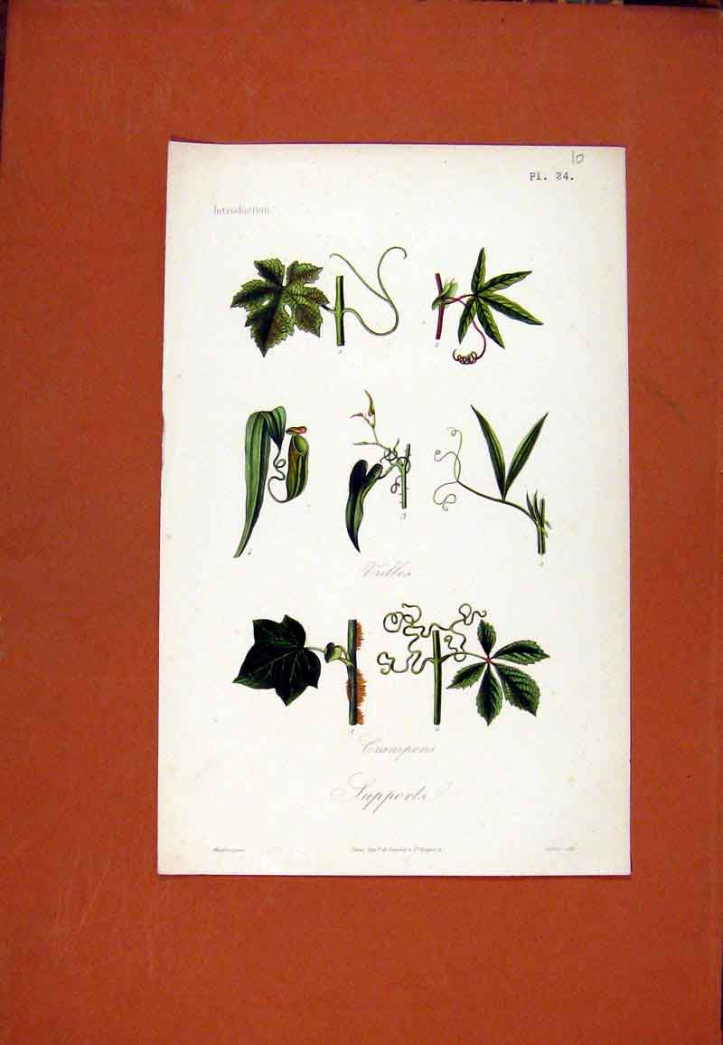 Original Old Antique Print Plant Supporta Crampons Flowe Vine Creeper