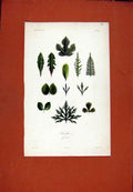 Original Old Antique Print Feuillea Forme Flower Plant Leaf Stem C1831 19th