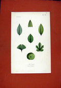 Original Old Antique Print Feuilles Flower Leaf Leaves Color C1831 Plant 19th