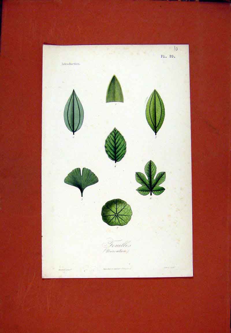 Original Old Antique Print Feuilles Flower Leaf Leaves Color C1831 Plant 19th