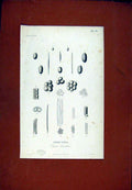 Original Old Antique Print Anatomy Vegetable Organic Biology Plant Flower