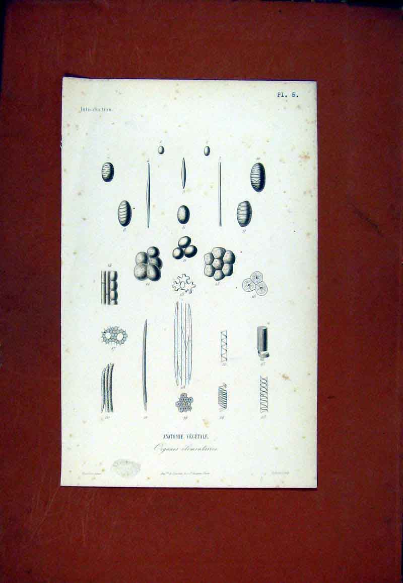 Original Old Antique Print Anatomy Vegetable Organic Biology Plant Flower