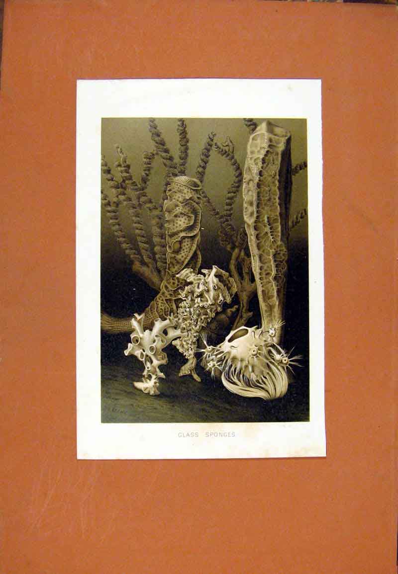 Original Old Antique Print Glass Sponges Sea Plant Flower Ocean Water C1831 19th