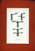 Original Old Antique Print Monocotyledones Dicotyledone Hand Colored