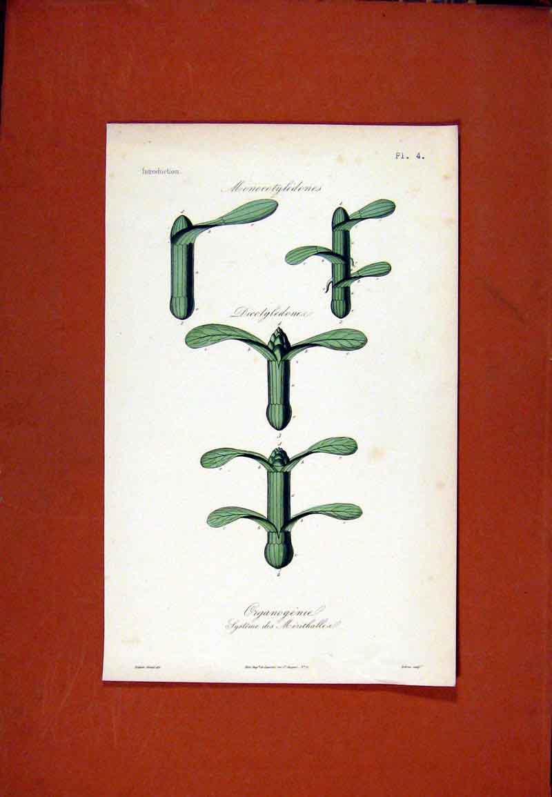 Original Old Antique Print Monocotyledones Dicotyledone Hand Colored