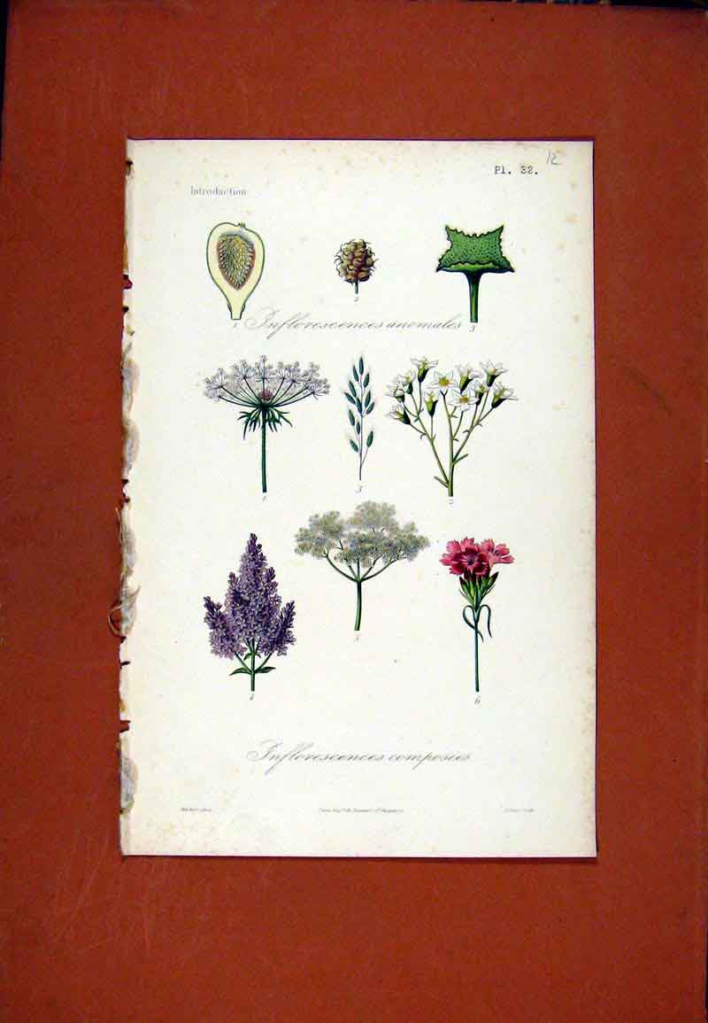 Original Old Antique Print Inflorescences Composees Anomales Hand Colored