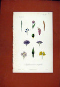 Original Old Antique Print Inflorescences Simples Hand Colored Plant