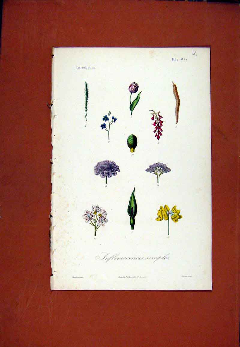 Original Old Antique Print Inflorescences Simples Hand Colored Plant