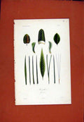 Original Old Antique Print Plant Flower Botanical Feuillea Hand Colored