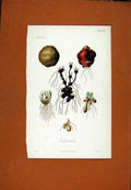 Original Old Antique Print Cubercules Root Bulb Flower Botanical Hand Colored