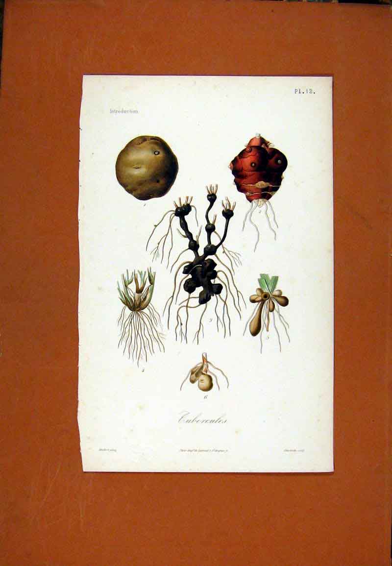 Original Old Antique Print Cubercules Root Bulb Flower Botanical Hand Colored