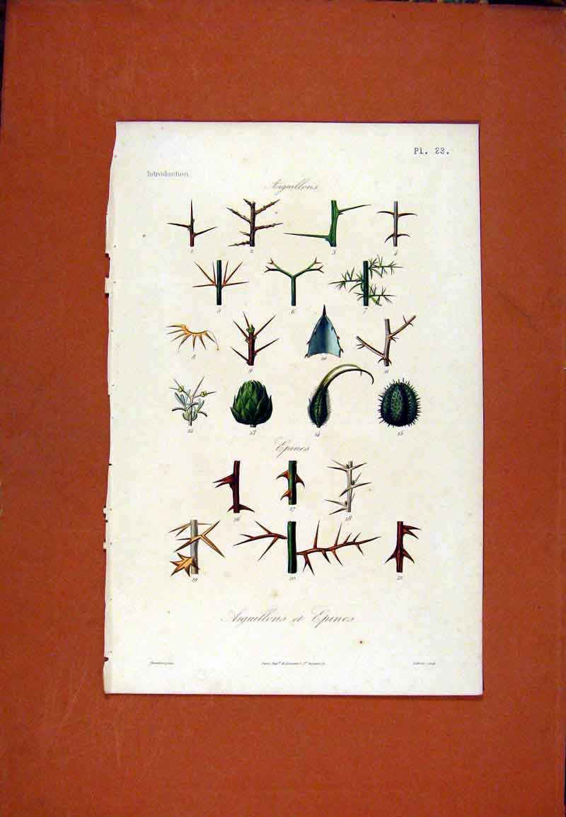 Original Old Antique Print Arguillons Epines Hand Colored C1831 Flower 19th