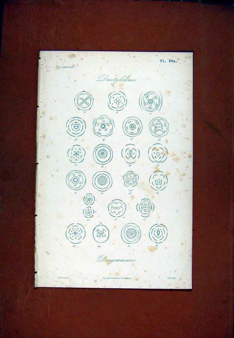 Original Old Antique Print Diagrammes Dicotyledones Botanical C1831 19th Century