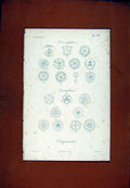 Original Old Antique Print Monocotyledones Dicotyledones Diagrammes