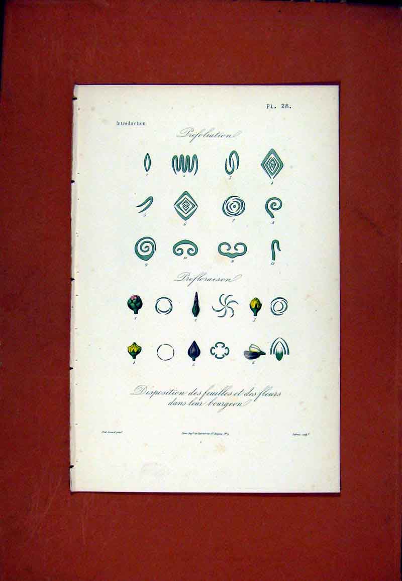 Original Old Antique Print Piefoliation Prefloraison Disposition Botanical