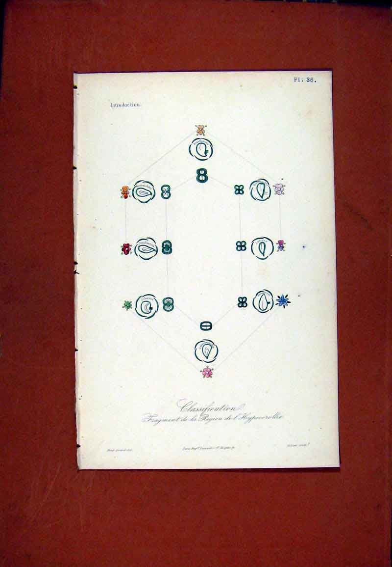 Original Old Antique Print Classification Hypocorollie Hand Color Botanical