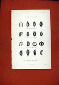 Original Old Antique Print Ovules Ortholropea Hand Colored Botanical
