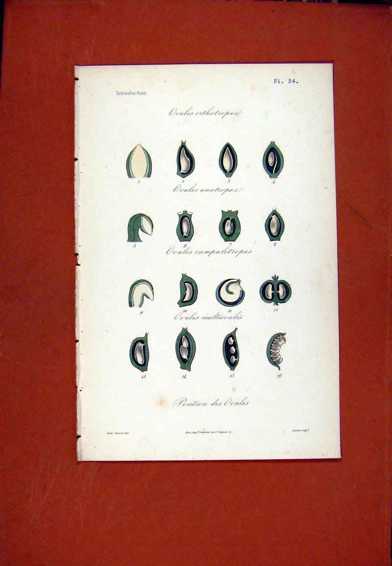 Original Old Antique Print Ovules Ortholropea Hand Colored Botanical
