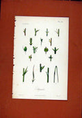 Original Old Antique Print Stipules Hand Colored C1831 Botanical Plant 19th