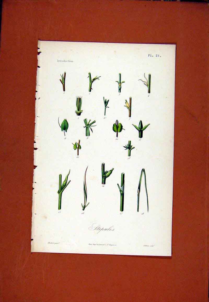 Original Old Antique Print Stipules Hand Colored C1831 Botanical Plant 19th