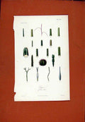 Original Old Antique Print C1831 Botanical Hand Colored Flower Ciger 19th