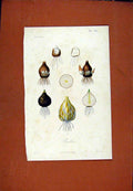 Original Old Antique Print Bulbes Plant Flower Root Hand Colored C1831 19th