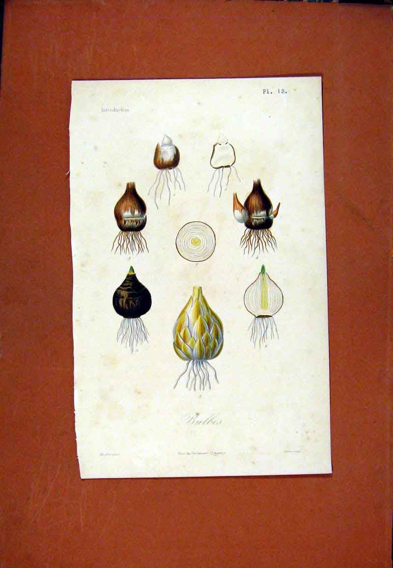 Original Old Antique Print Bulbes Plant Flower Root Hand Colored C1831 19th