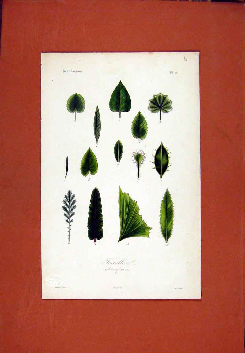 Original Old Antique Print Feuillea Flower Plant Botanical Hand Colored 1831