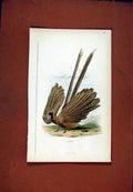 Original Old Antique Print Largus Fine Art Birds C1831 Color 19th Century