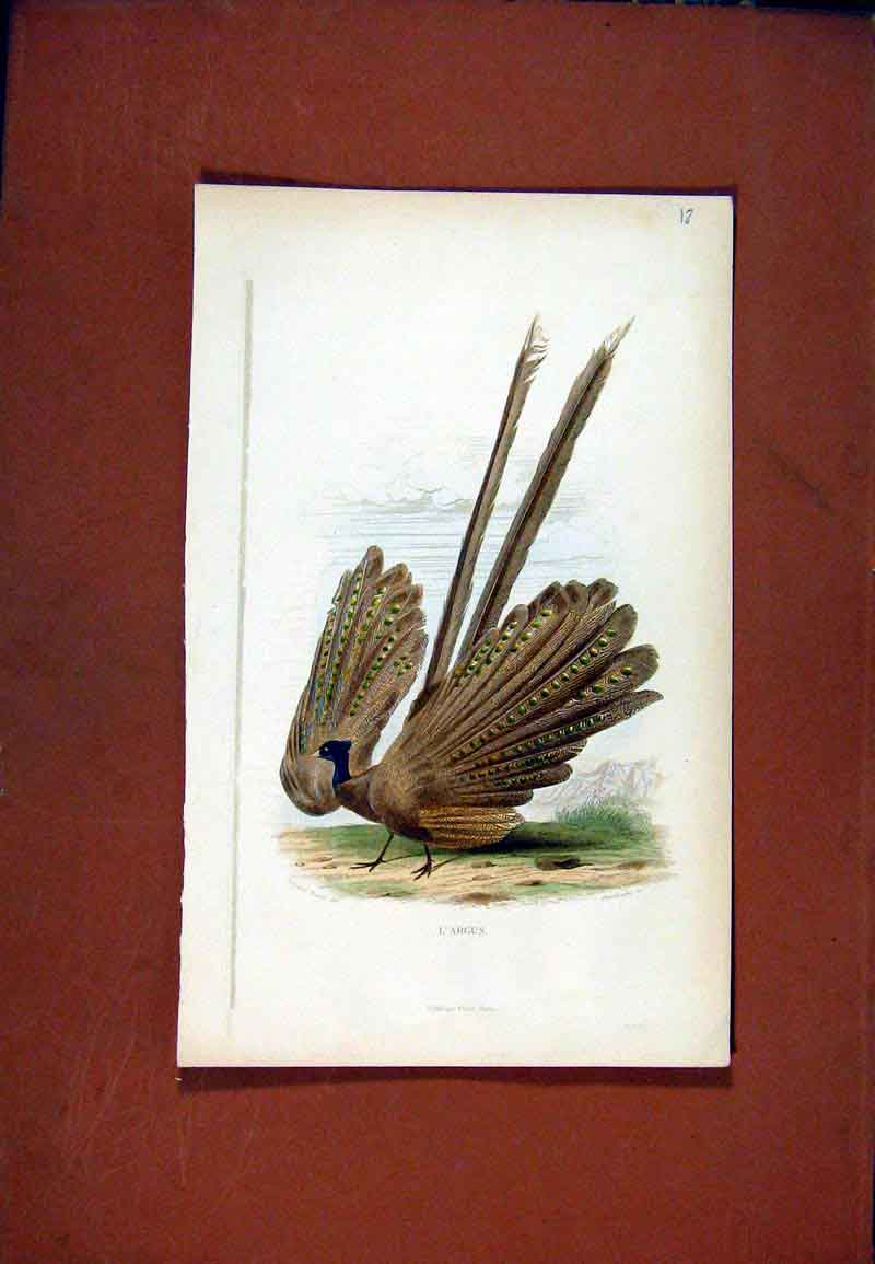 Original Old Antique Print Largus Fine Art Birds C1831 Color 19th Century