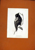 Original Old Antique Print Small Taylor Bird Fine Art C1831 19th Century