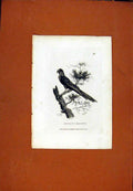 Original Old Antique Print Psittacus Augustus Fine Art Birds