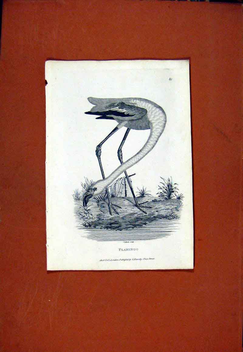 Original Old Antique Print Falmingo Birds Fine Art C1831 Sketch 19th Century
