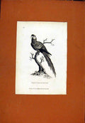 Original Old Antique Print Great Scarlet Maccaw Fine Art Birds