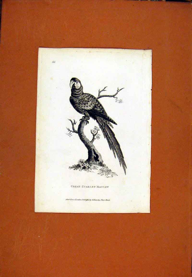 Original Old Antique Print Great Scarlet Maccaw Fine Art Birds